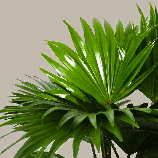 Livistona Palmiyesi Livistona Rotundifolia