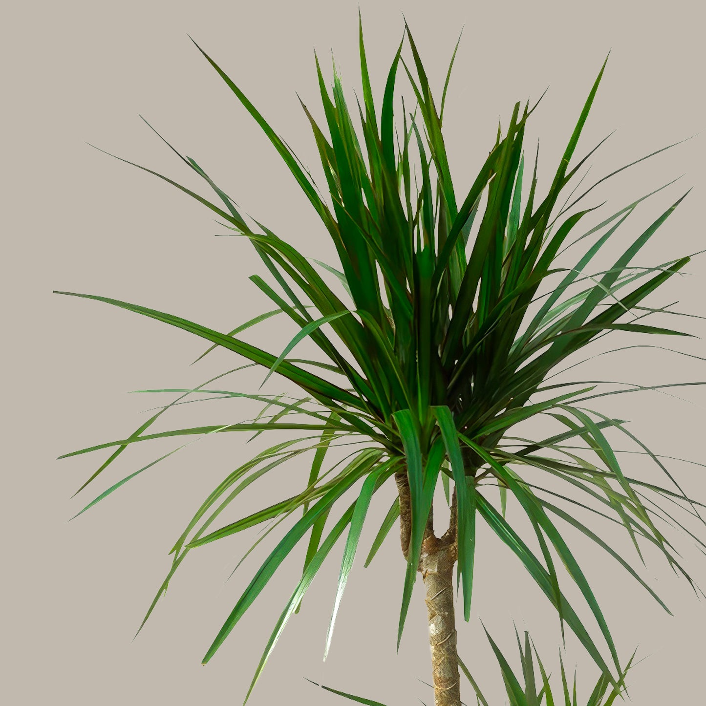 Madagaskar Palmiyesi Dragon Ağacı 2 Gövdeli