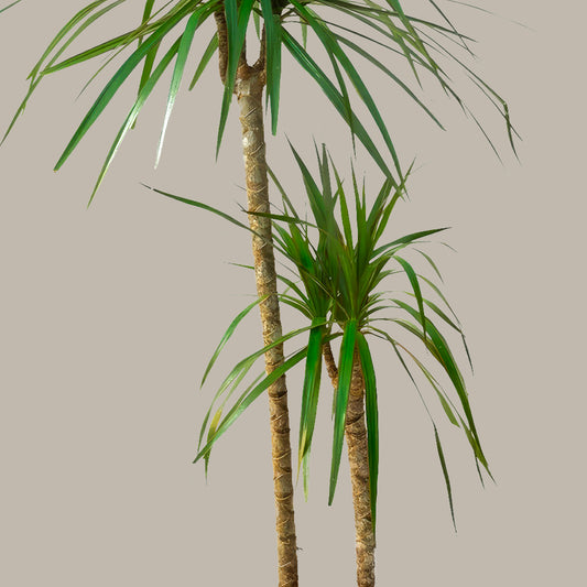 Madagaskar Dragon Ağacı 2 Gövdeli Draçena - Dracena Marginata