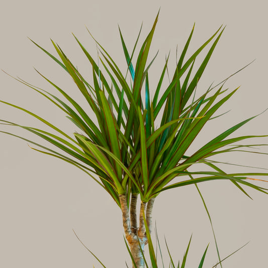 Madagaskar Dragon Ağacı 3 Gövdeli Draçena Dracena Marginata