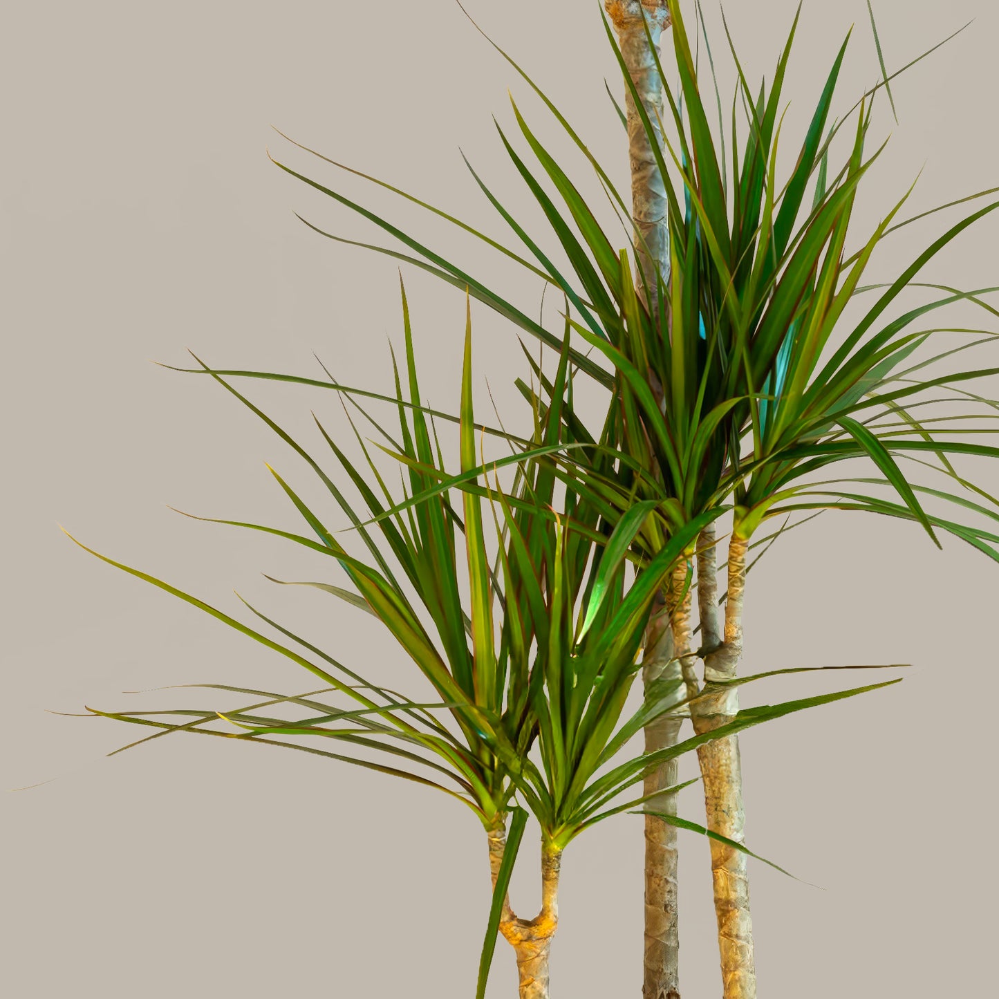 Madagaskar Dragon Ağacı 3 Gövdeli