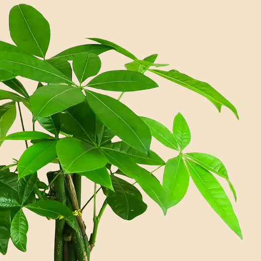 Para Ağacı Örgülü Pachira Aquatica