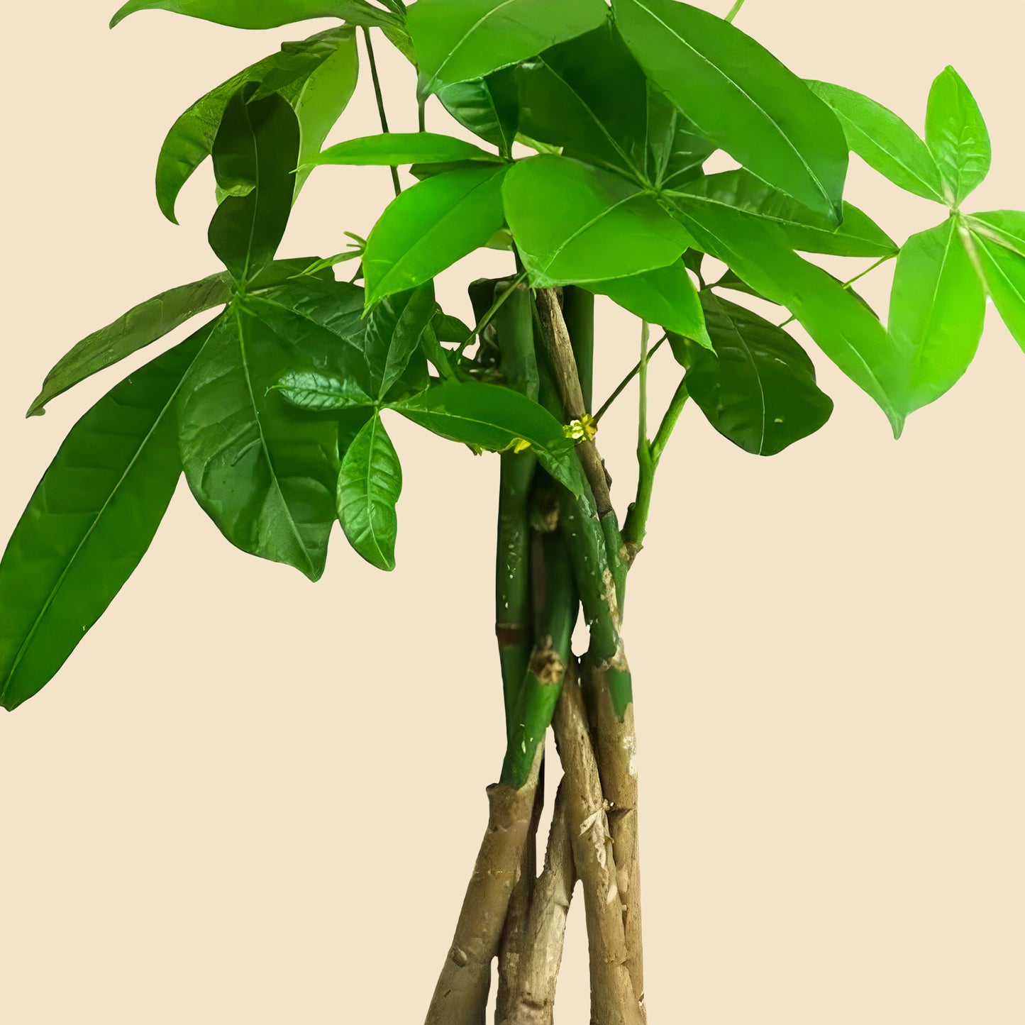 Para Ağacı Örgülü Pachira Aquatica