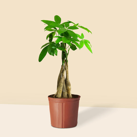 Para Ağacı Örgülü Pachira Aquatica