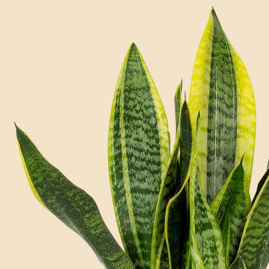 Paşa Kılıcı 30-40 cm Sansevieria Laurentii