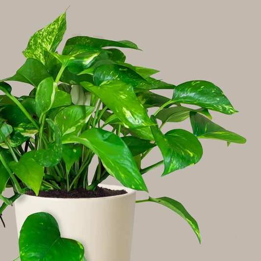 Askılı Patos Salon Sarmaşığı