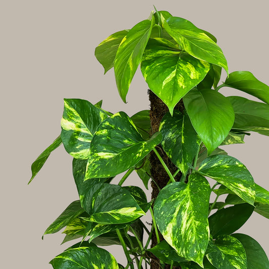 Sopalı Patos Golden Large