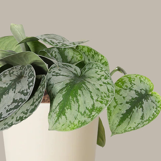 Patos Silver Sarmaşığı