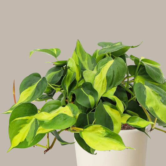 Salon Sarmaşığı Alacalı Kalp Yapraklı (Philodendron Scandens Brasil) 40-50 cm