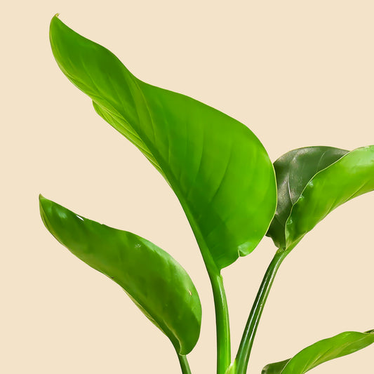 Starliçe Üç Köklü Cennet Kuşu Çiçeği- Strelitzia Nicolai 40 50 cm