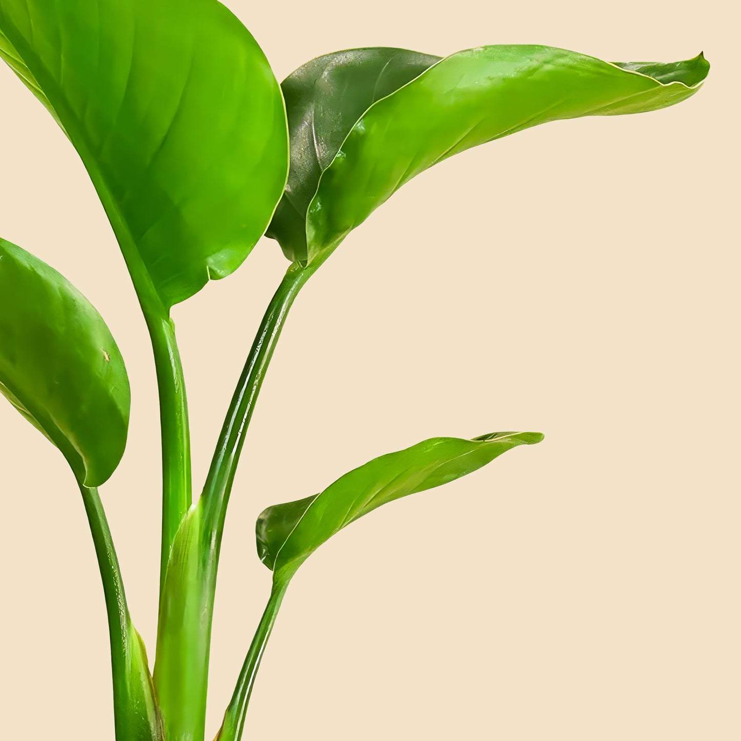 Starliçe- Üç Köklü (Cennet Kuşu Çiçeği- Strelitzia Nicolai ) 40 50 cm