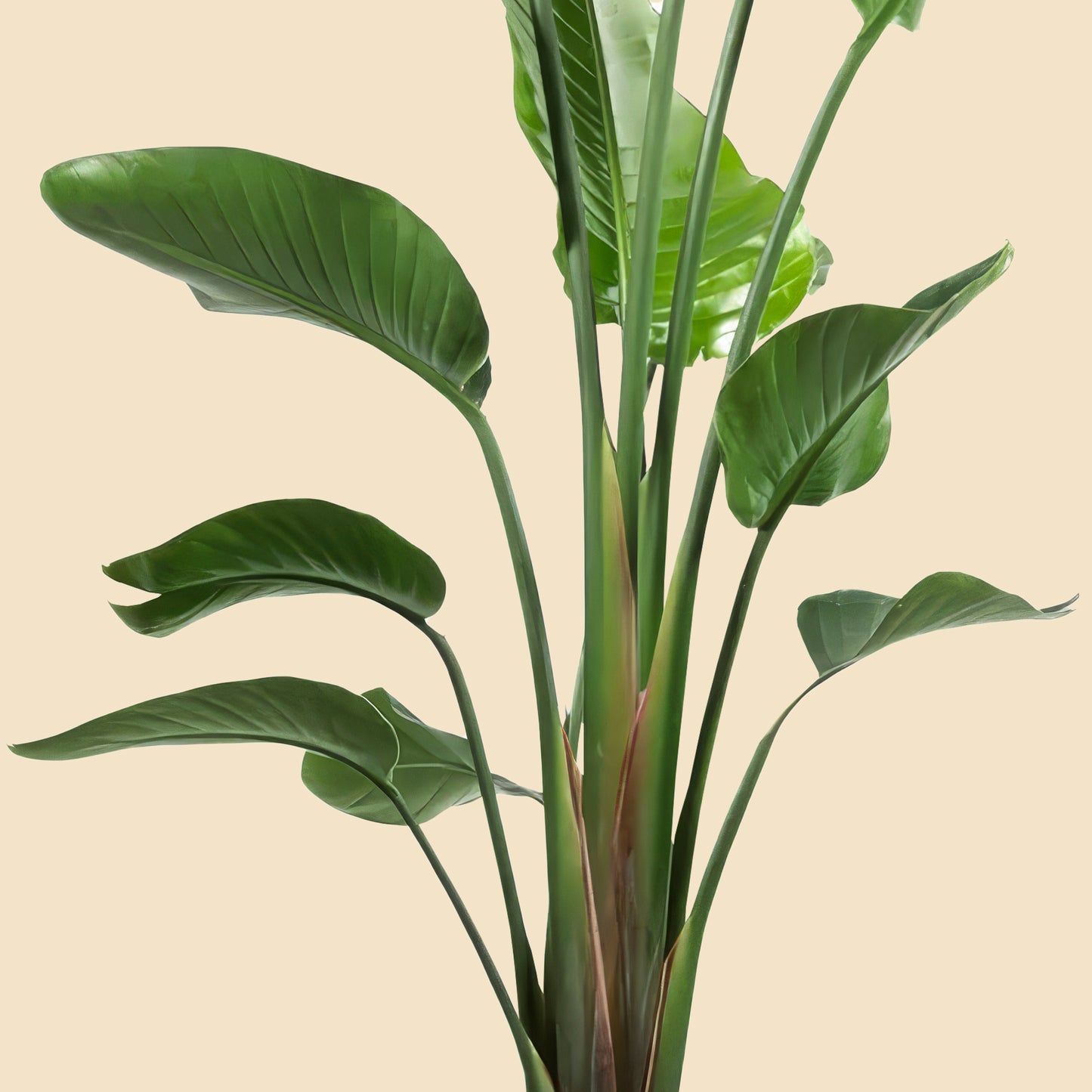 Starliçe- Üç Köklü (Cennet Kuşu Çiçeği- Strelitzia Nicolai )