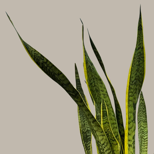 Paşa Kılıcı XL (Sansevieria Laurentii)