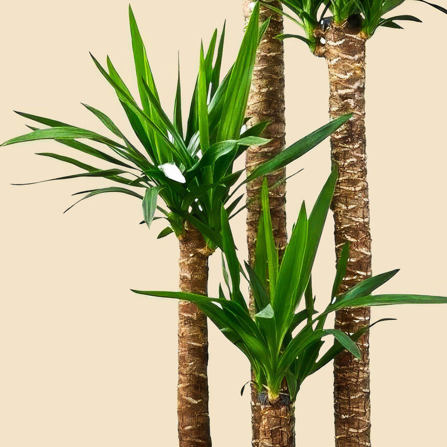 4 Gövdeli Yuka Çiçeği - Uzun XXL (Avize Çiçeği - Yucca Elephantipes) 150 160 cm