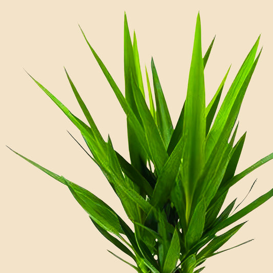 Yucca 2 Gövdeli 130 140 cm Yuka 2 Kollu