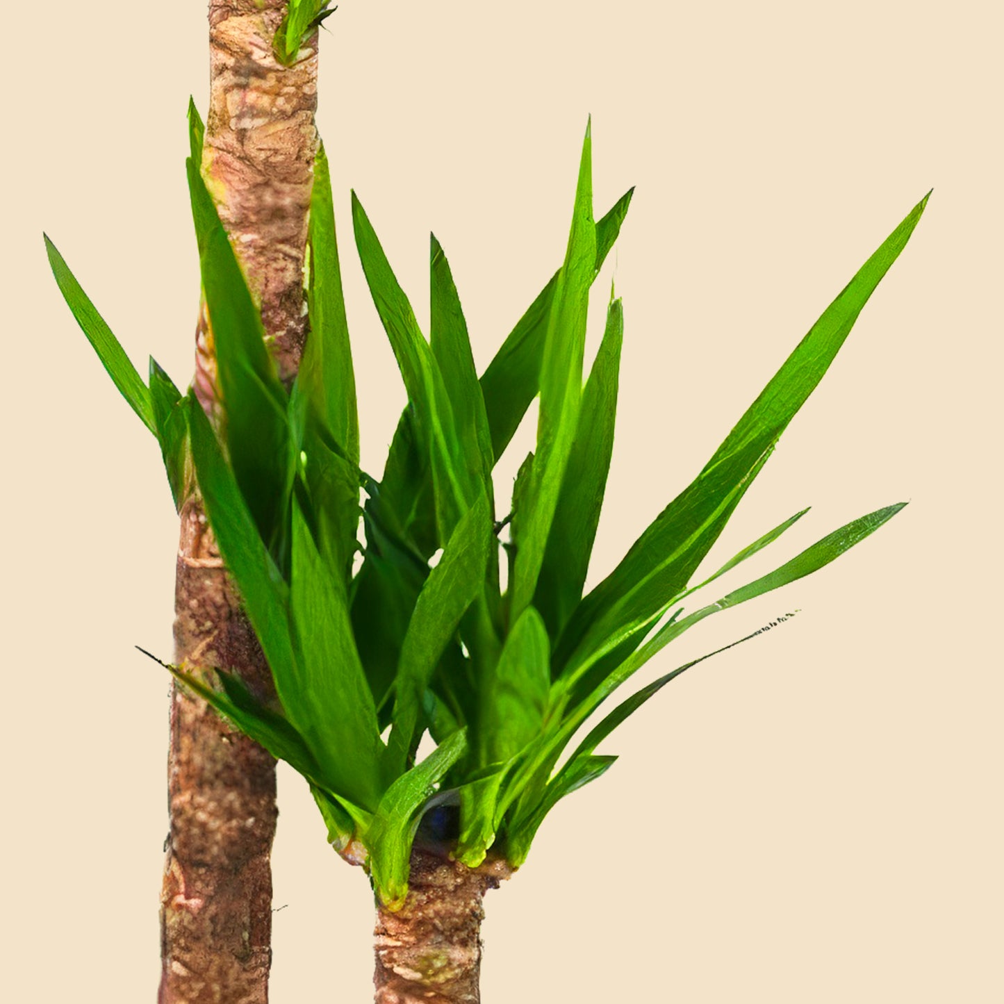Yucca 2 Gövdeli 130-140 cm (Yuka 2 Kollu)