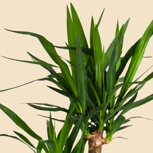 Yucca 2 Gövdeli Yucca Massengena Ruby 80 90 cm