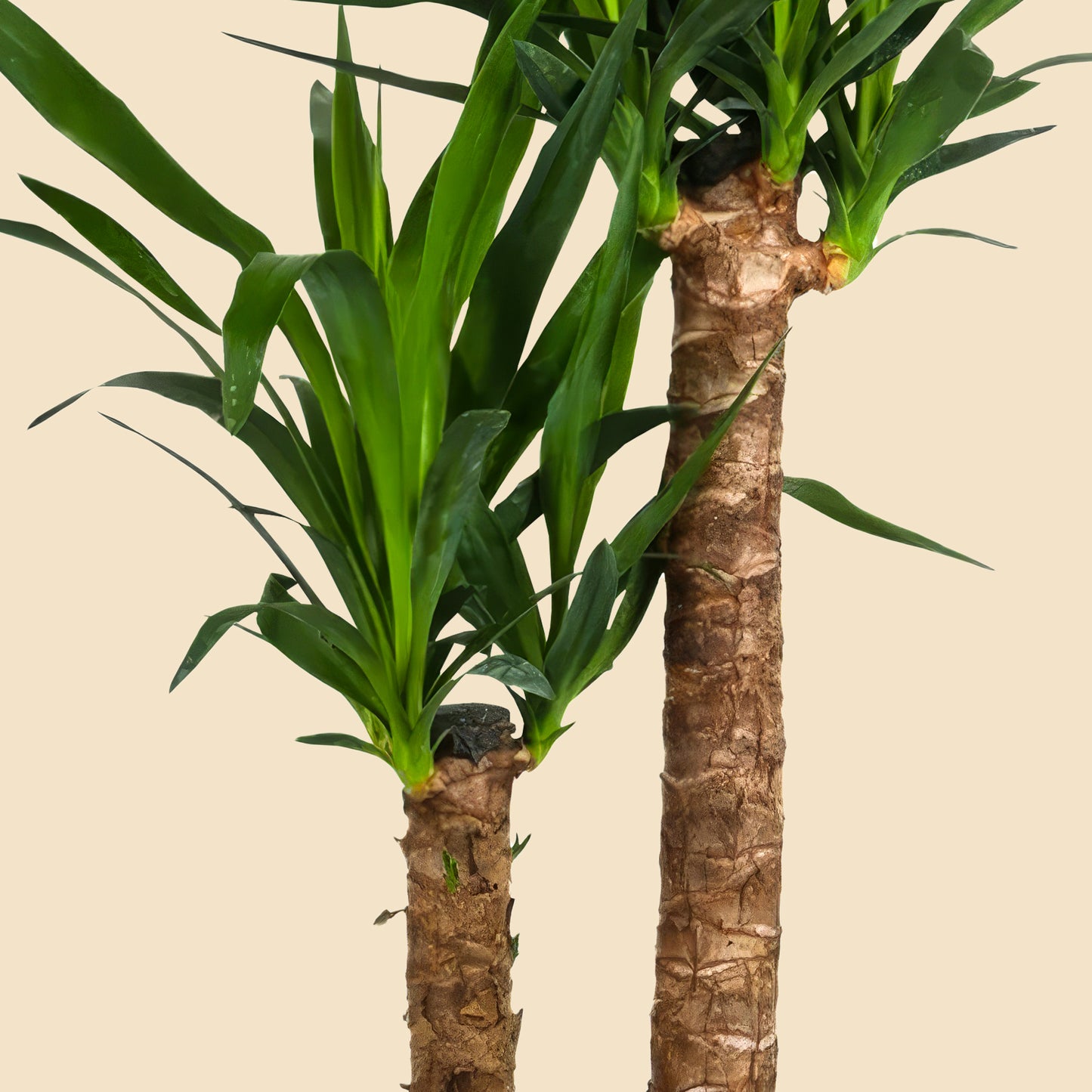 Yuka 2 Gövdeli (Yucca Massengena) Ruby 80 90 cm