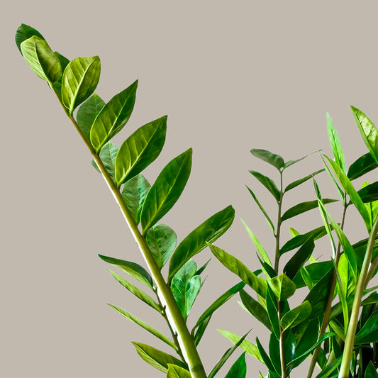 Zamia Çiçeği Zeze-Zamioculcas Zamiifolia