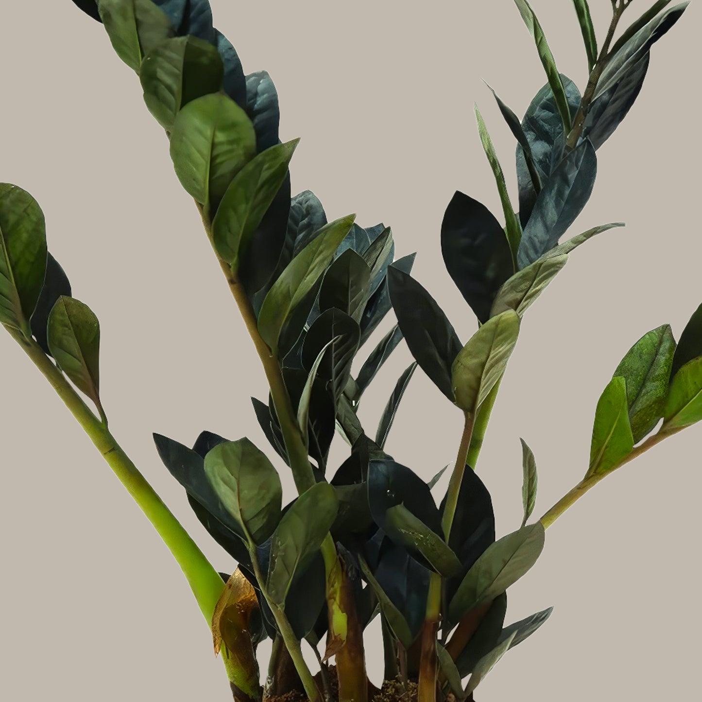 Zamia Çiçeği Siyah (Zamioculcas Zamiifolia)