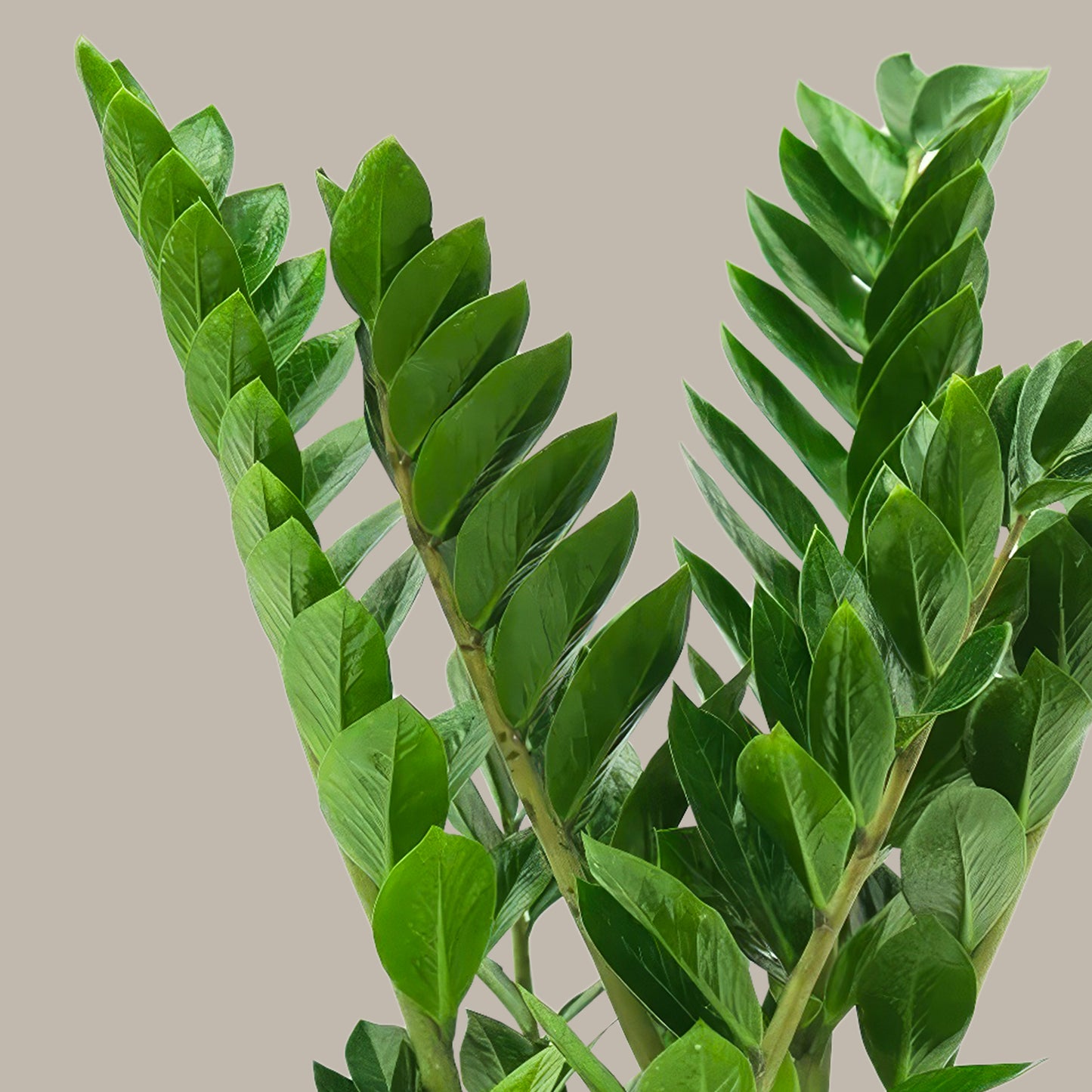 Zamia Çiçeği (Zamioculcas Zamiifolia) XL