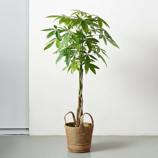 Ofiste Yetiştirilebilecek Çiçekler