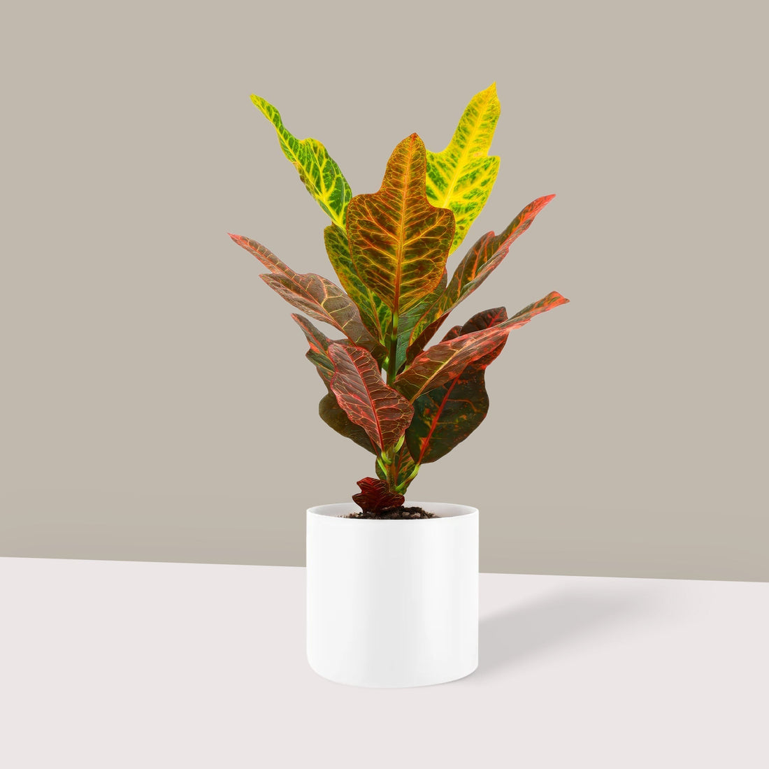 Üzerinde kahverengi lekelenmeler olan, çürümeye başlamış sarı bitki yaprağı yakın çekim.