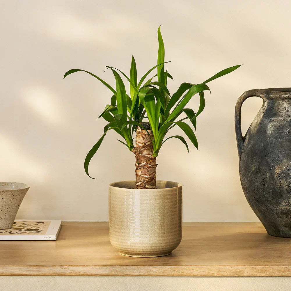 Yuka Çiçeği Yucca Avize Çiçeği Bakım İpuçları ve Yöntemler