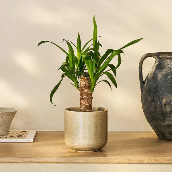 Küçük Boy Bitkiler