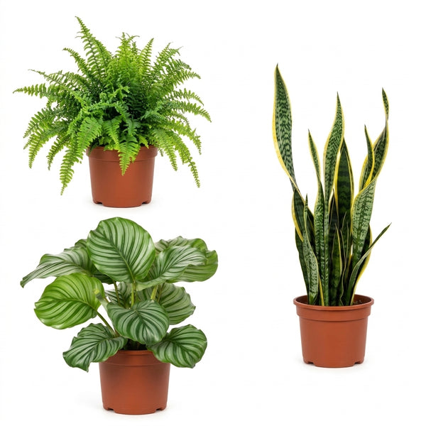 Kampanyalı Bakımı Kolay Bitki Seti Kılıç Bitkisi, Aşk Merdiveni, Calathea