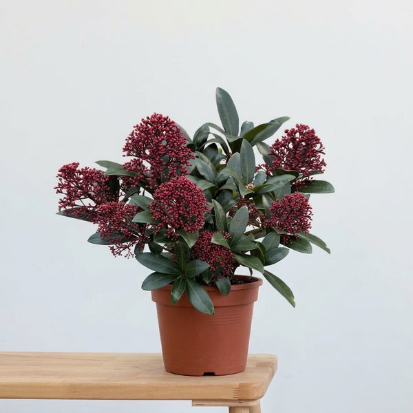 Skimmia Japonica Bitkisi