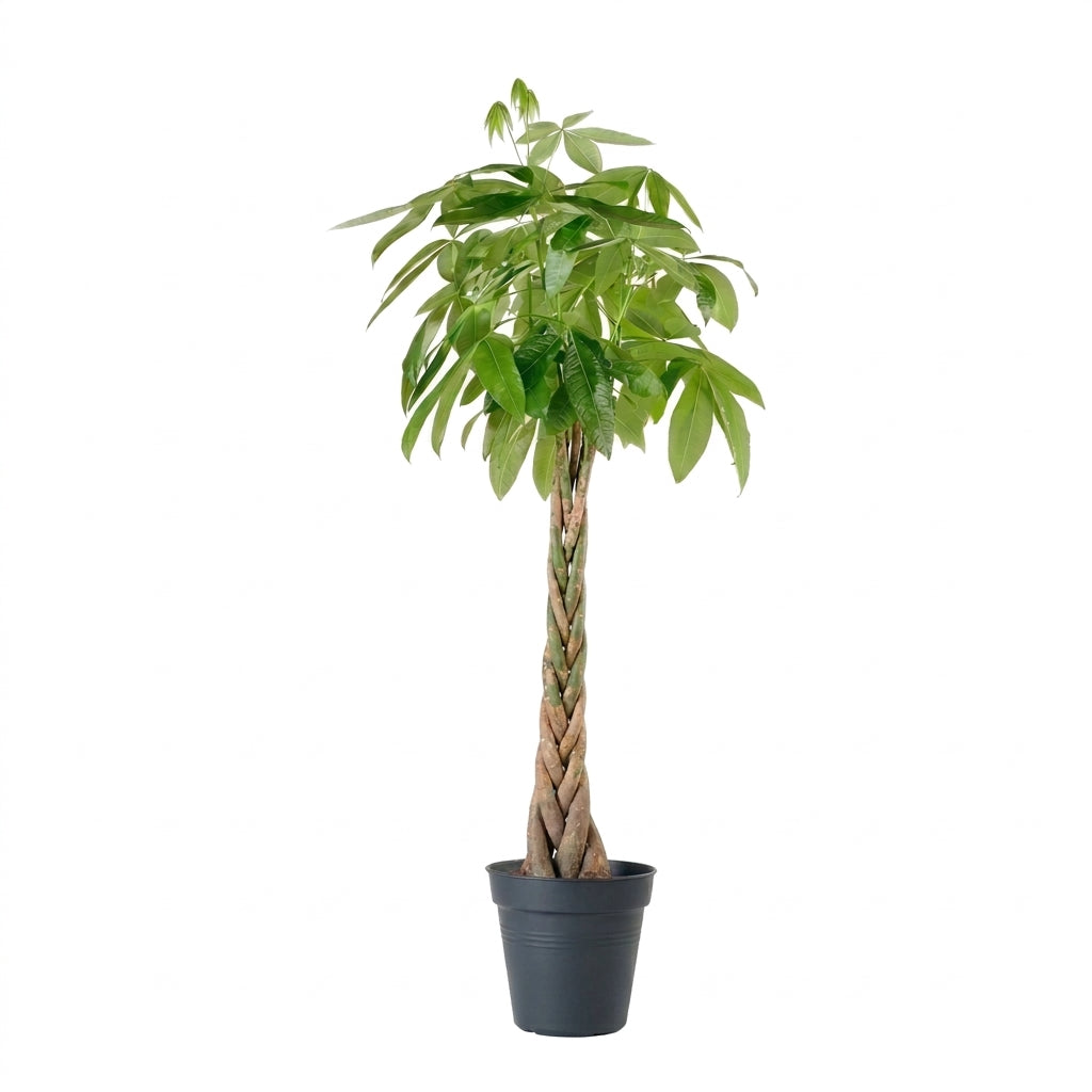 Pachira Aquatica Para Ağacı - Büyük Boy Money Tree