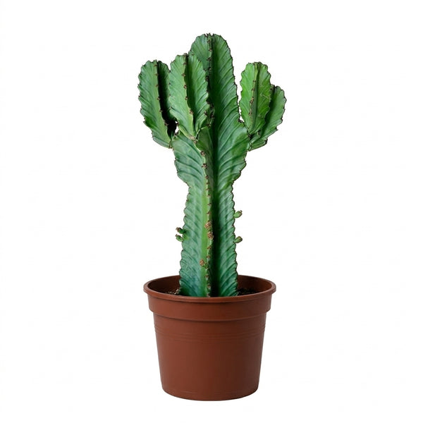 Euphorbia Ingens Büyük Boy Dekoratif Sukulent