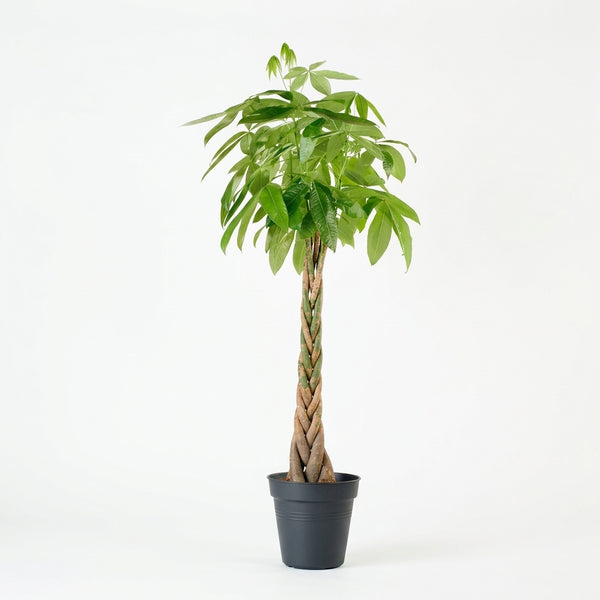 Pachira Aquatica Para Ağacı - Büyük Boy Money Tree