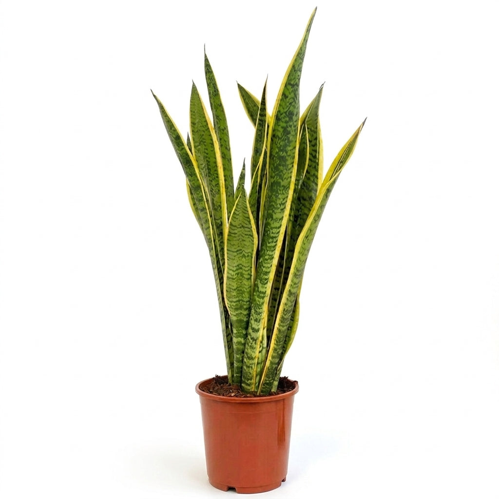 Canlı Paşa Kılıcı Çiçeği - Sarı Alacalı Kılıç Çiçeği (Sansevieria Laurentii)