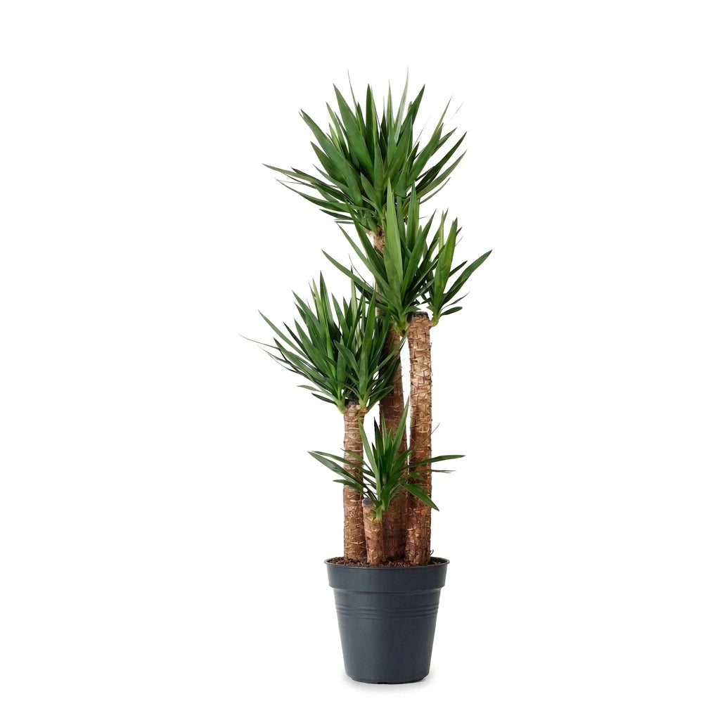 Yucca Dört Kollu 170-180 cm Yuka Büyük Boy Salon Bitkisi