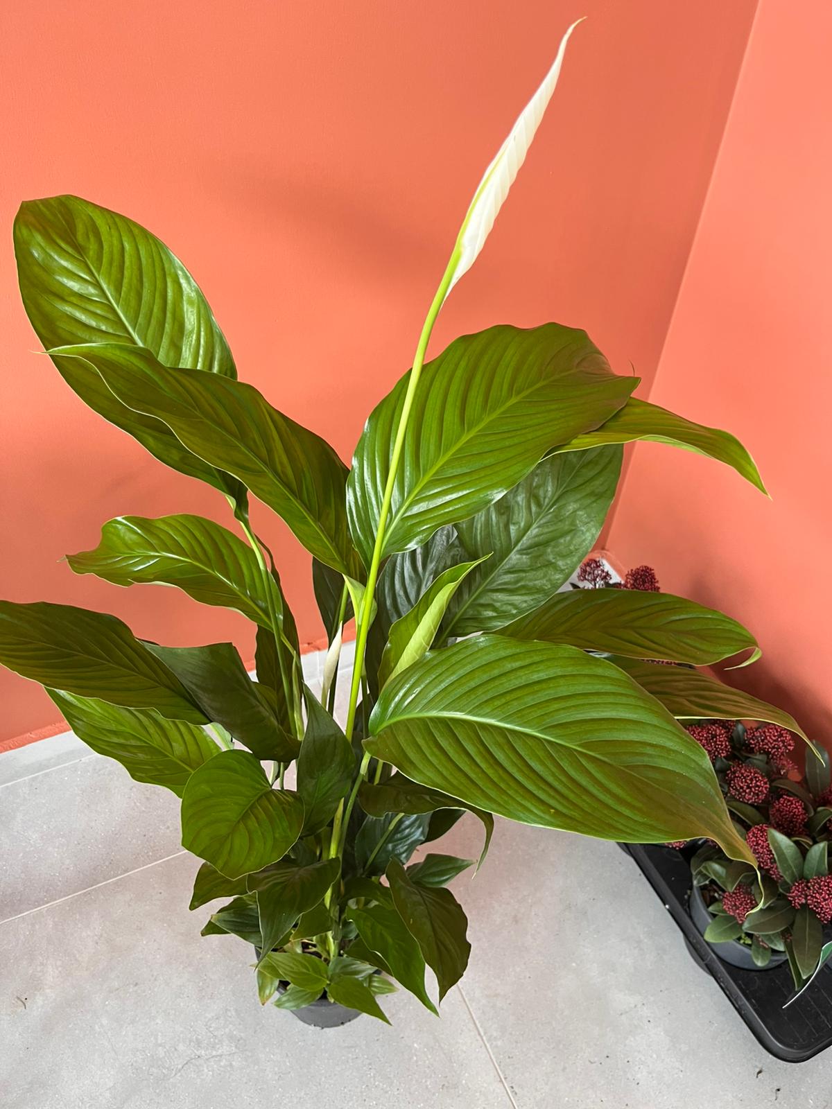Spathiphyllum Barış Çiçeği Canlı İç Mekan Salon Bitkisi Yelken Çiçeği