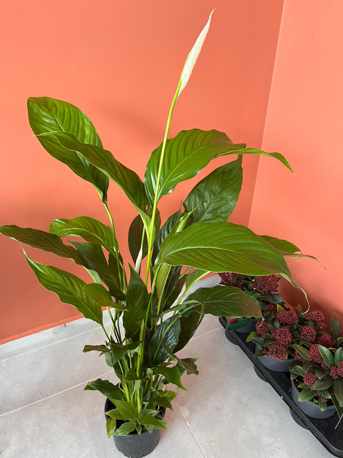 Spathiphyllum Barış Çiçeği Canlı İç Mekan Salon Bitkisi Yelken Çiçeği