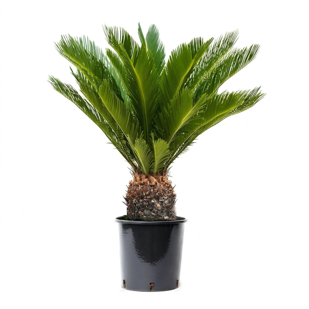 Cycas Revoluta Sikas Bitkisi Japon Sago Palmiyesi Canlı Salon Bitkisi