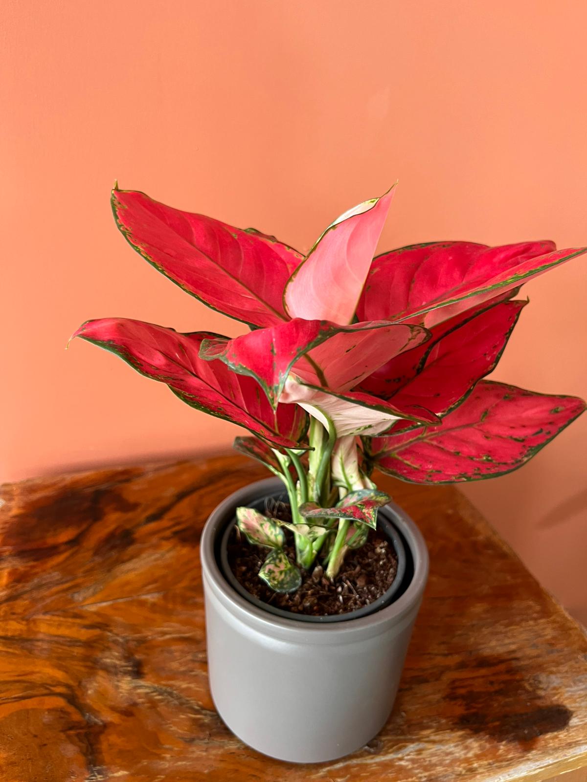 Pembe Aglaonema Pink Anyamanee  Özel Tür Çin Herdemyeşili Canlı Iç Mekan Salon Bitkisi