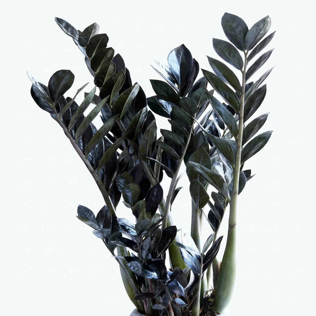 Siyah Zamia Zamioculcas Black Raven