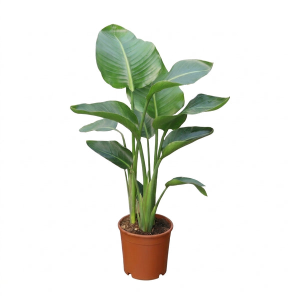 Starliçe İki  Köklü 90-100 cm (Cennet Kuşu Çiçeği) – Strelitzia Nicolai
