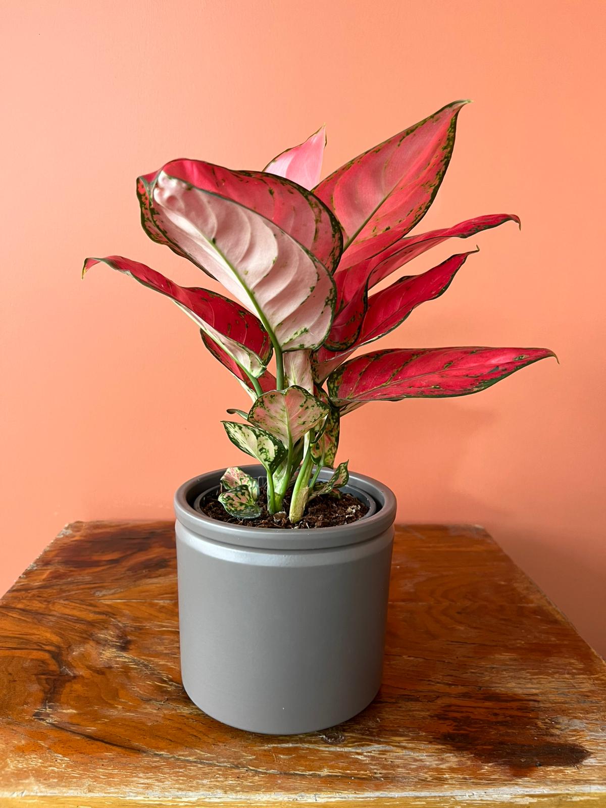 Pembe Aglaonema Pink Anyamanee  Özel Tür Çin Herdemyeşili Canlı Iç Mekan Salon Bitkisi