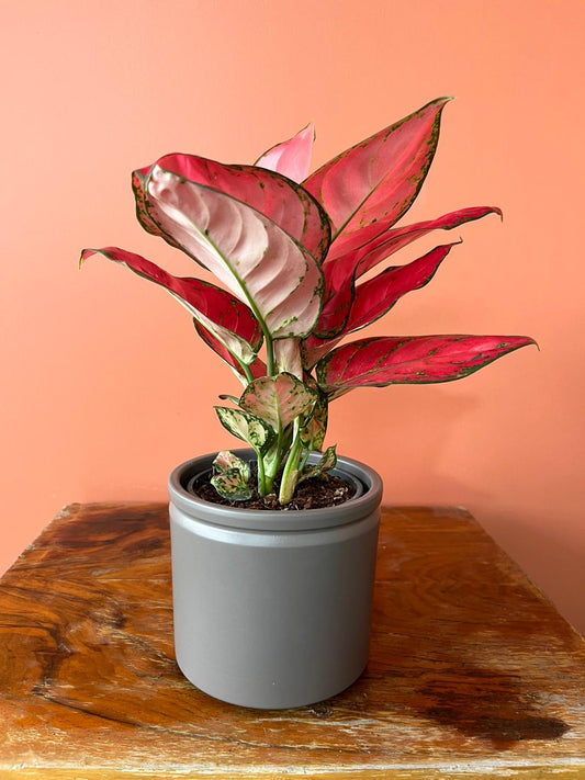 Pembe Aglaonema (Pink Anyamanee) | Özel Tür Çin Herdemyeşili | Canlı Iç Mekan Salon Bitkisi
