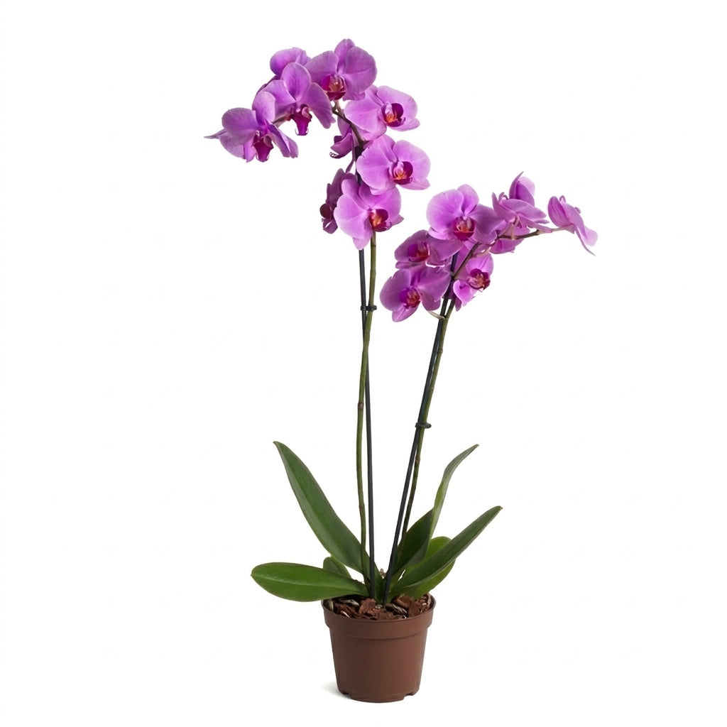 İthal Mor Orkide - Çift Dallı Canlı Phalaenopsis Orkide