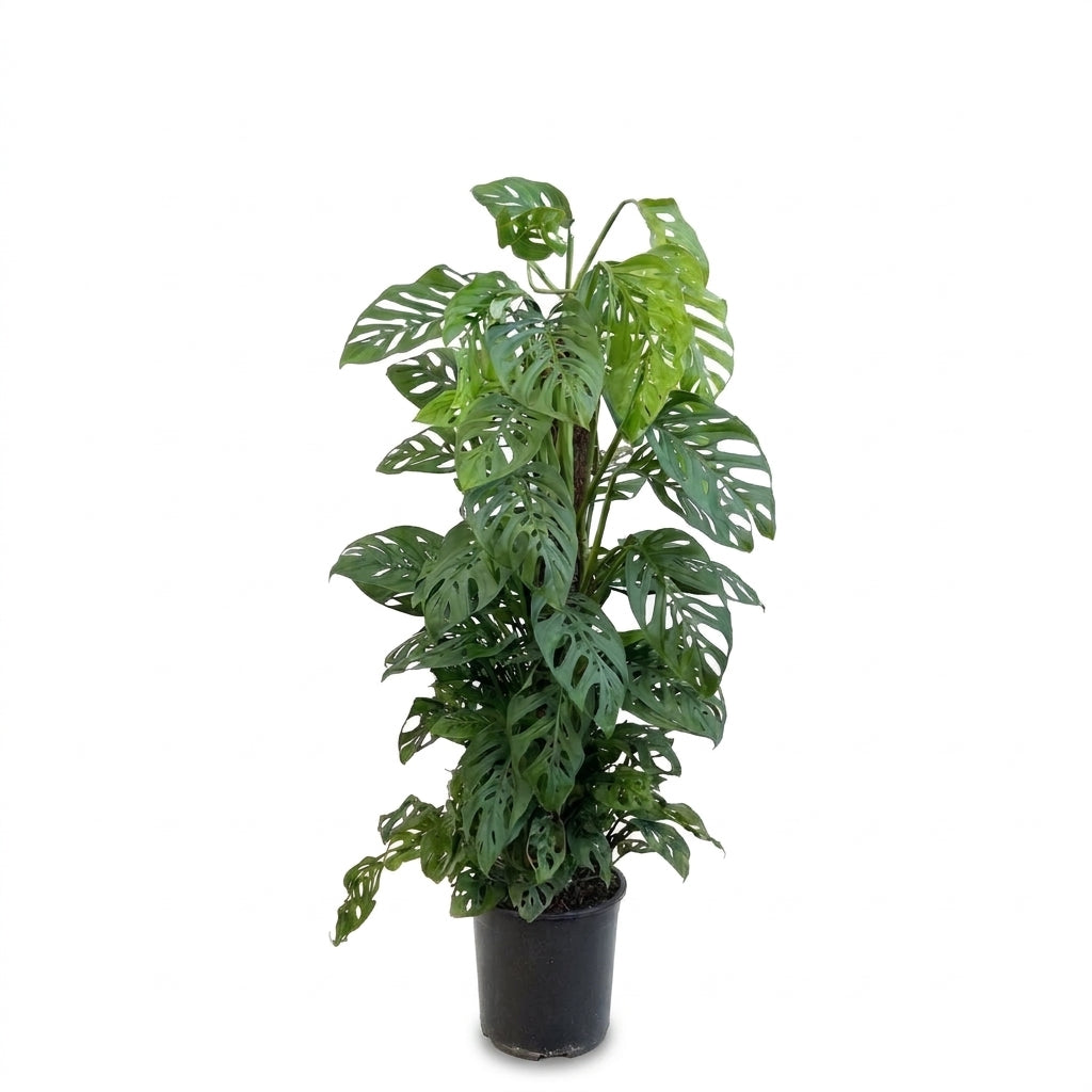 Monstera Adansonii 90-100 cm - İsviçre Peynir Bitkisi - Monkey Mask Canlı Bitki
