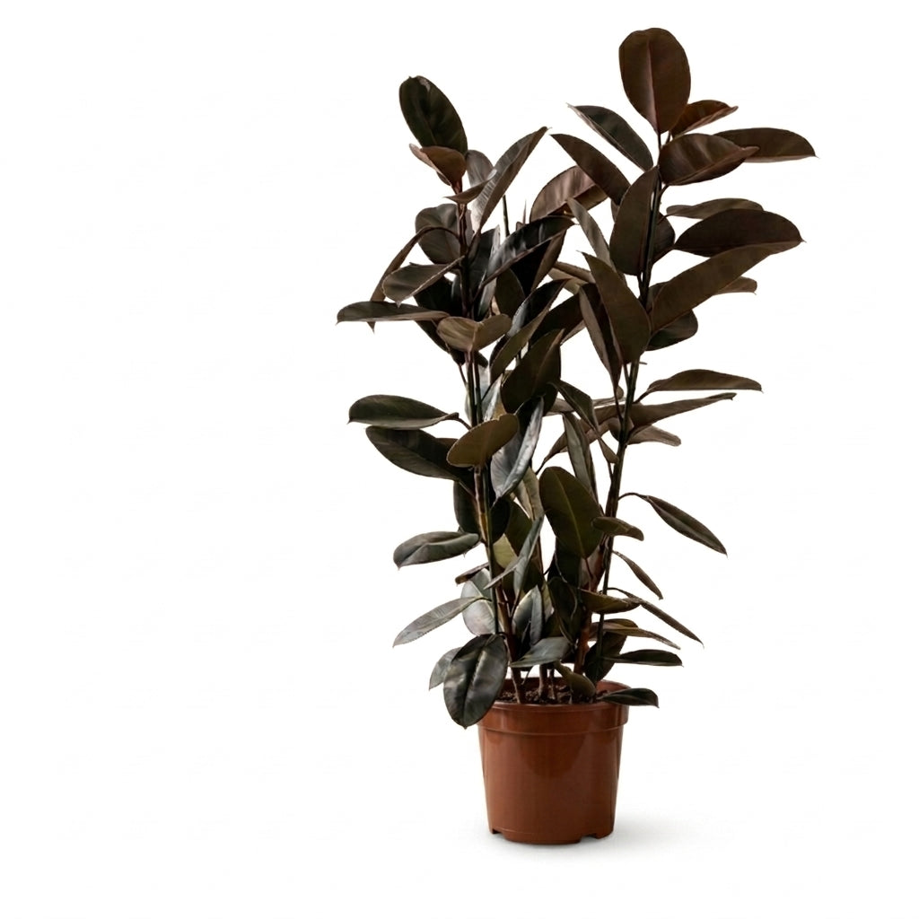 Kauçuk Çiçeği - Yeşil Kauçuk Bitkisi | Ficus Elastica Robusta (Üç Köklü) - Greenvila
