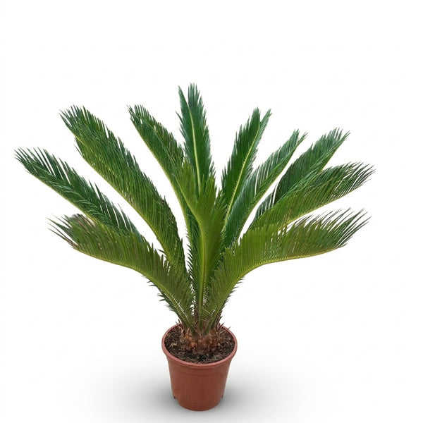 Cycas Revoluta Sikas Bitkisi Japon Sago Palmiyesi Canlı Salon Bitkisi