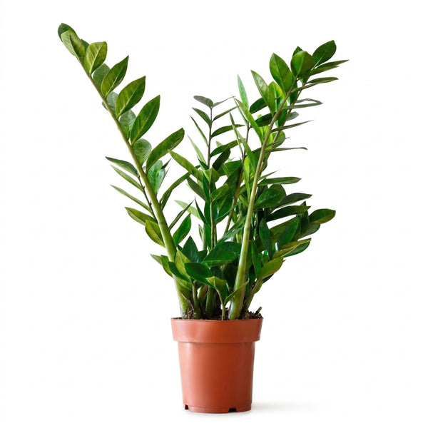Zamia Çiçeği Zeze-Zamioculcas Zamiifolia 50 cm