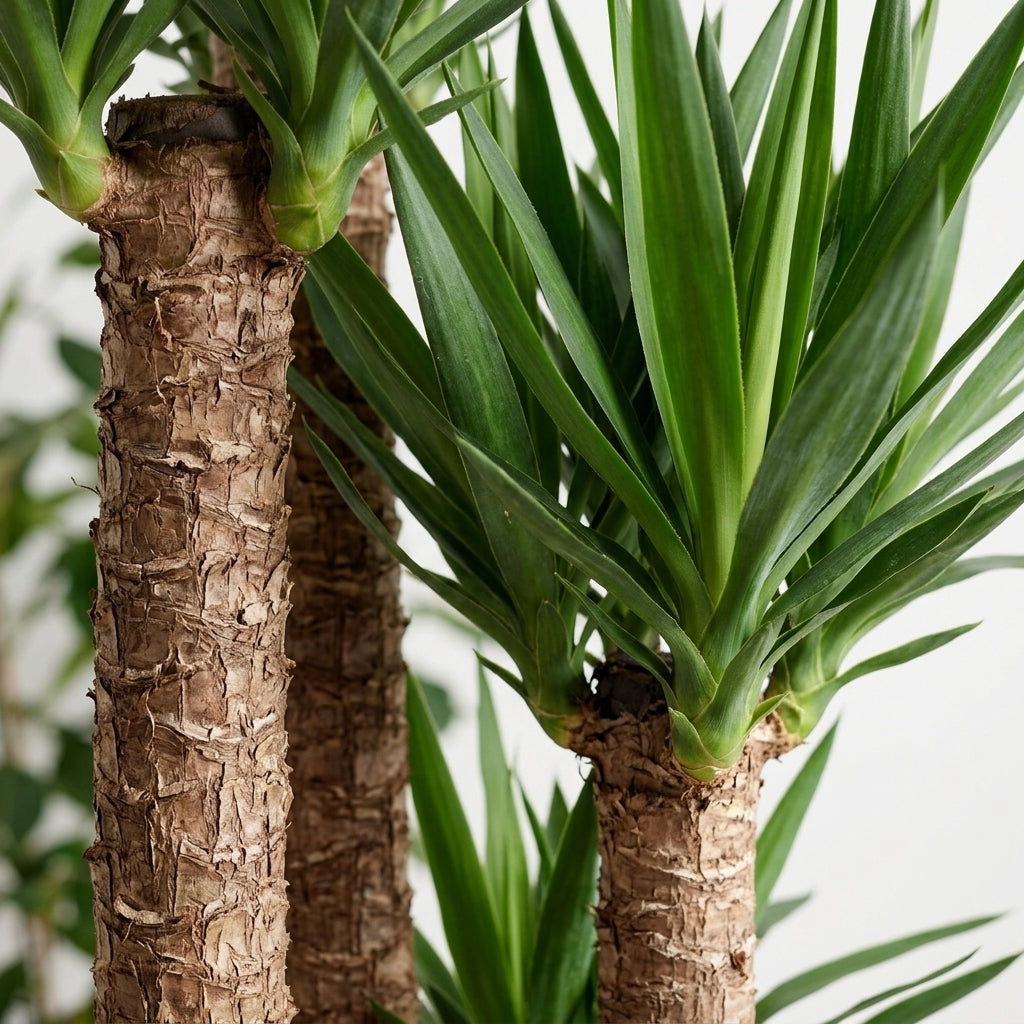 Yucca Dört Kollu 170-180 cm Yuka Büyük Boy Salon Bitkisi